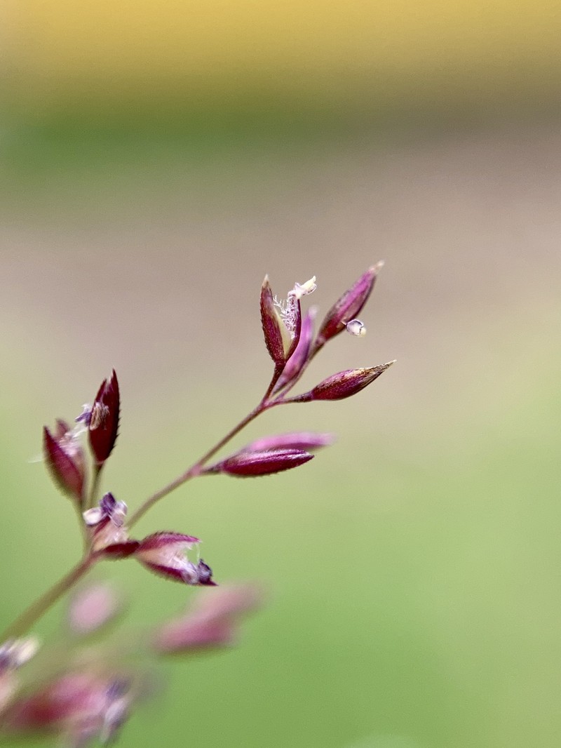 Agrostis bourgaei photo 7