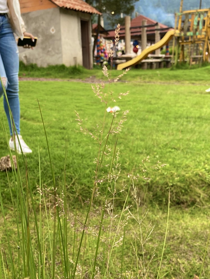 Agrostis bourgaei photo 8
