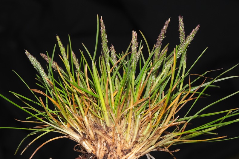 Agrostis breviculmis