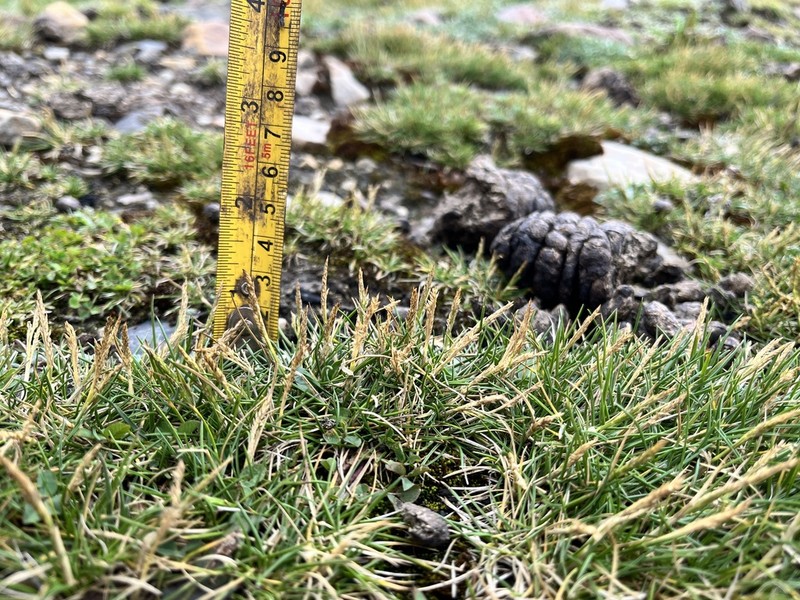 Agrostis breviculmis photo 2
