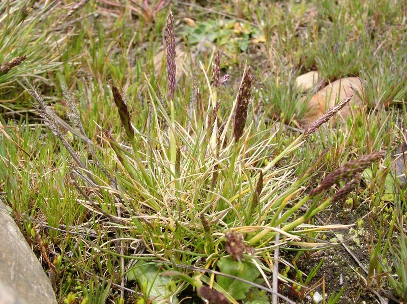 Agrostis breviculmis photo 3