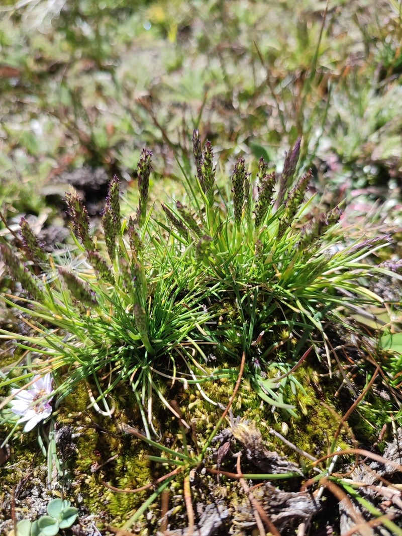 Agrostis breviculmis photo 4