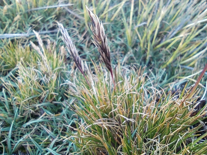 Agrostis breviculmis photo 5