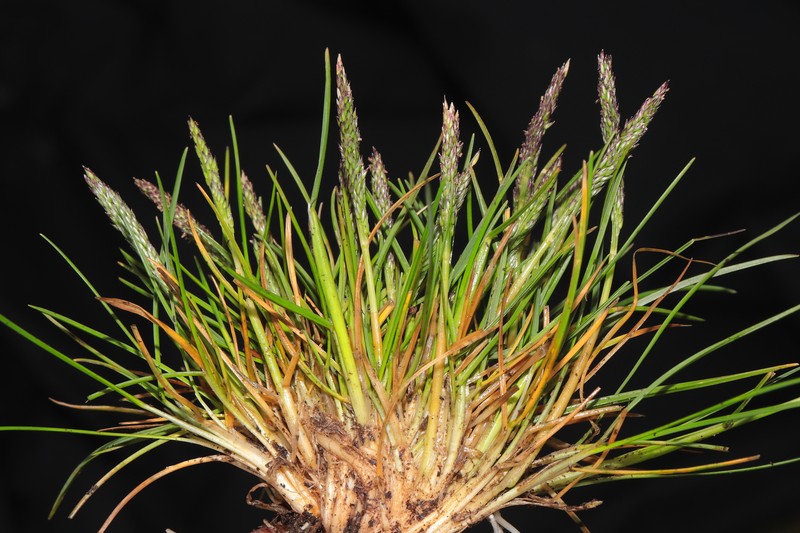 Agrostis breviculmis photo 7