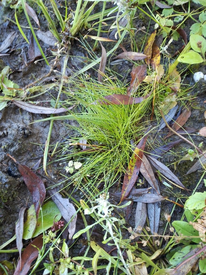 Velvet Bentgrass photo 3