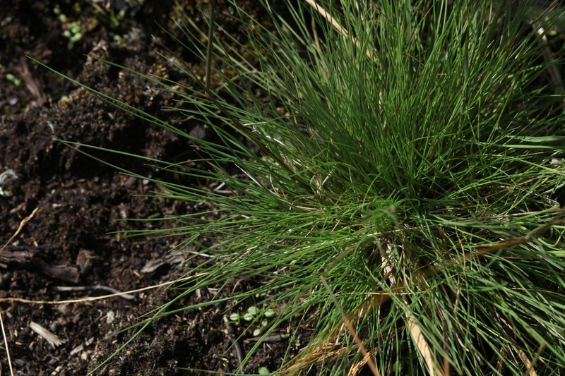 Velvet Bentgrass photo 4
