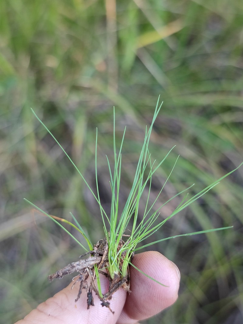 Velvet Bentgrass photo 5