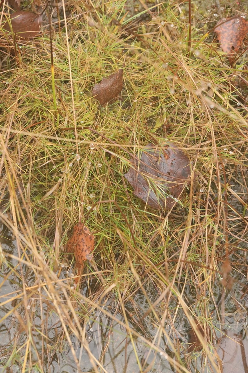 Velvet Bentgrass photo 6