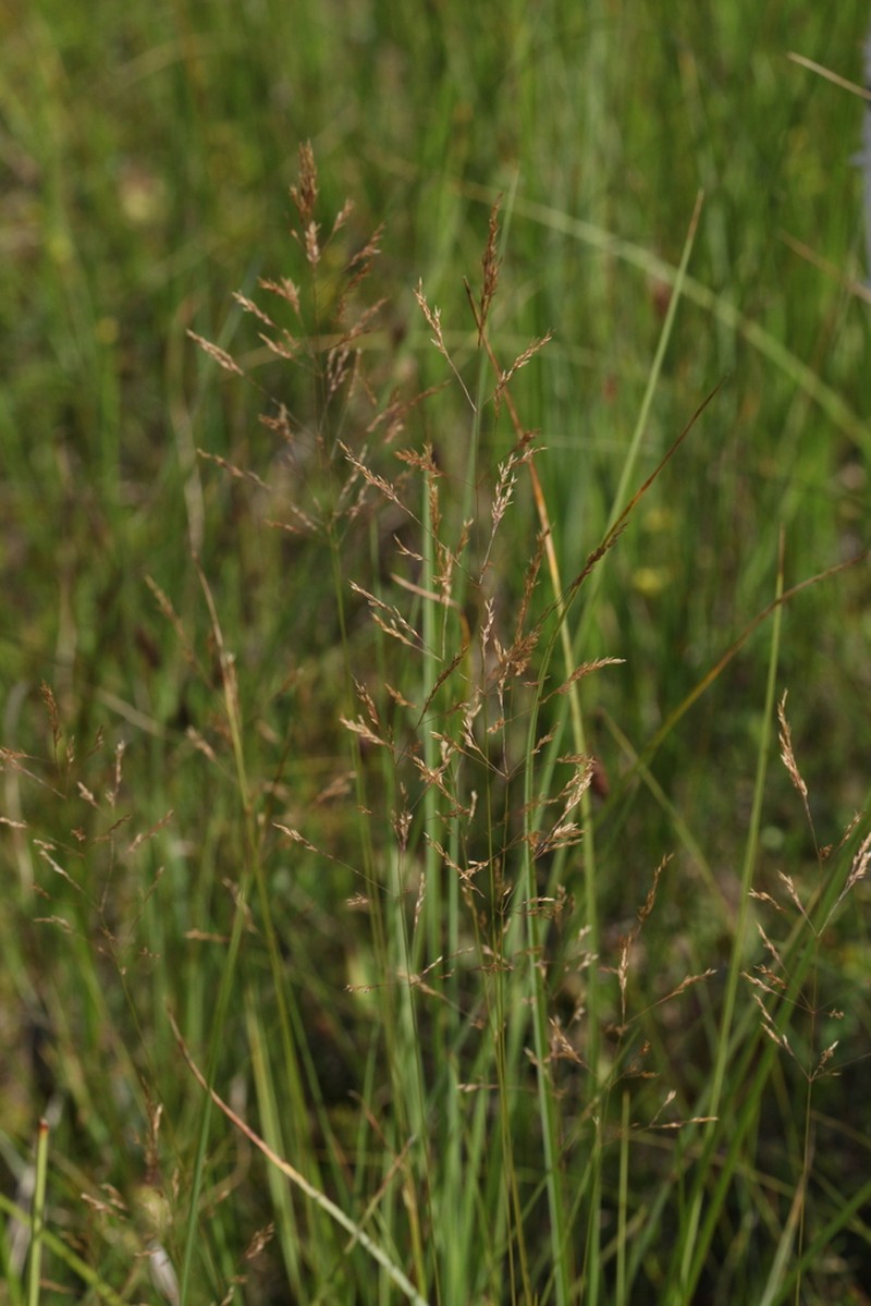 Velvet Bentgrass photo 7