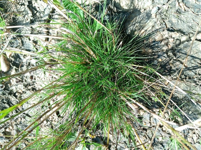Velvet Bentgrass photo 8