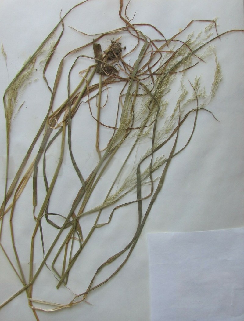 Colonial Bentgrass photo 3