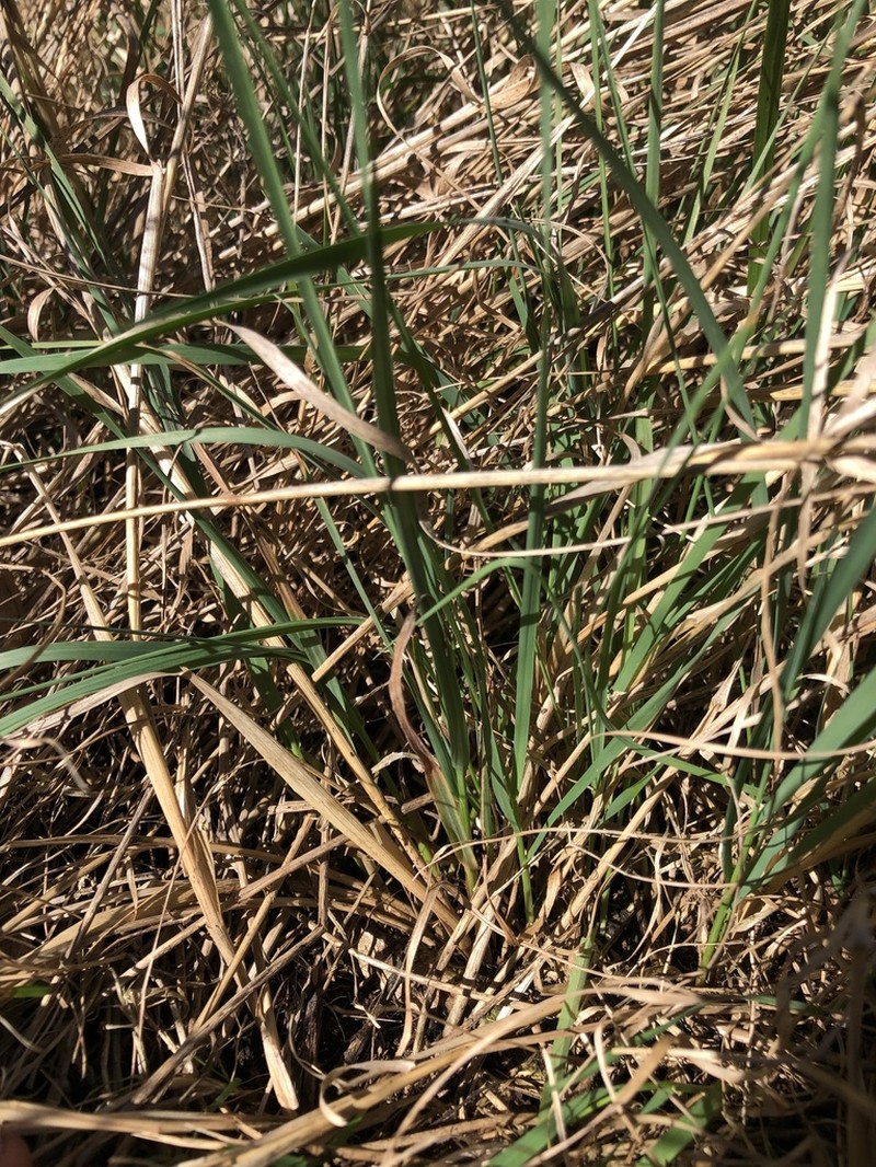 Colonial Bentgrass photo 5
