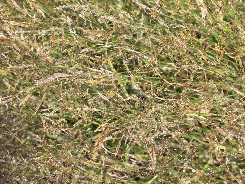 Colonial Bentgrass photo 7