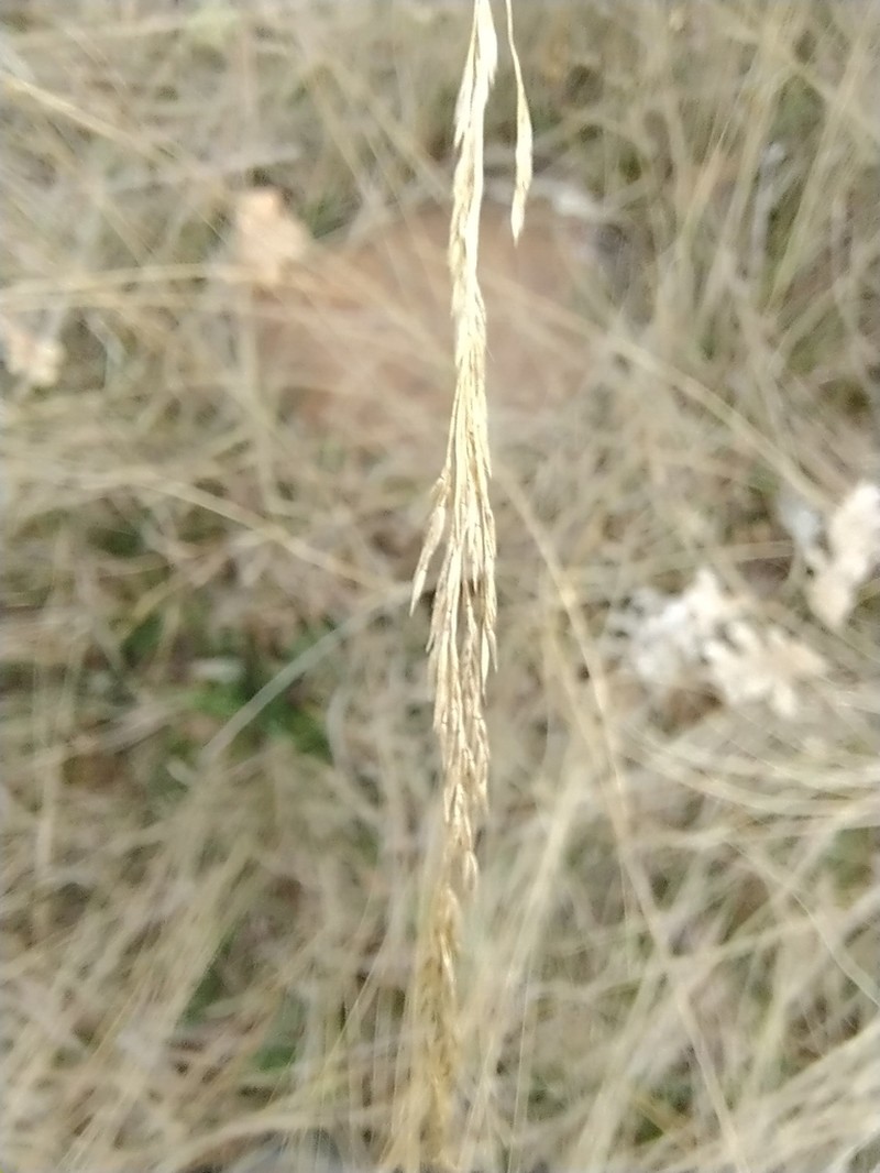 Bentgrass photo 7