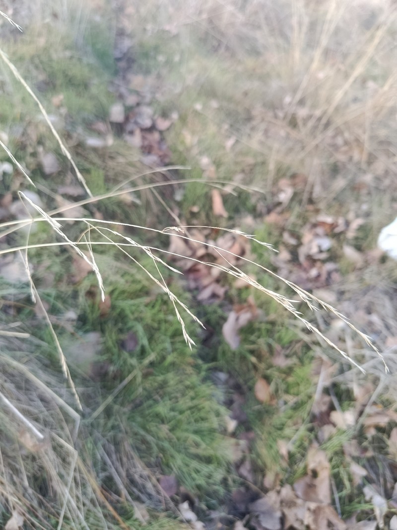 Bentgrass photo 8