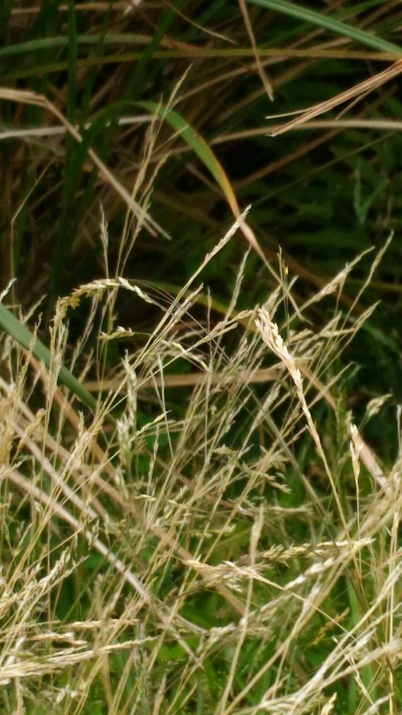 clavate bentgrass