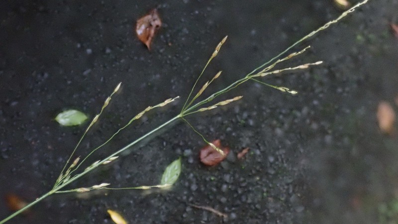 clavate bentgrass photo 3