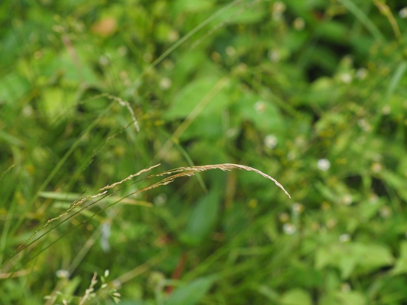 clavate bentgrass photo 6