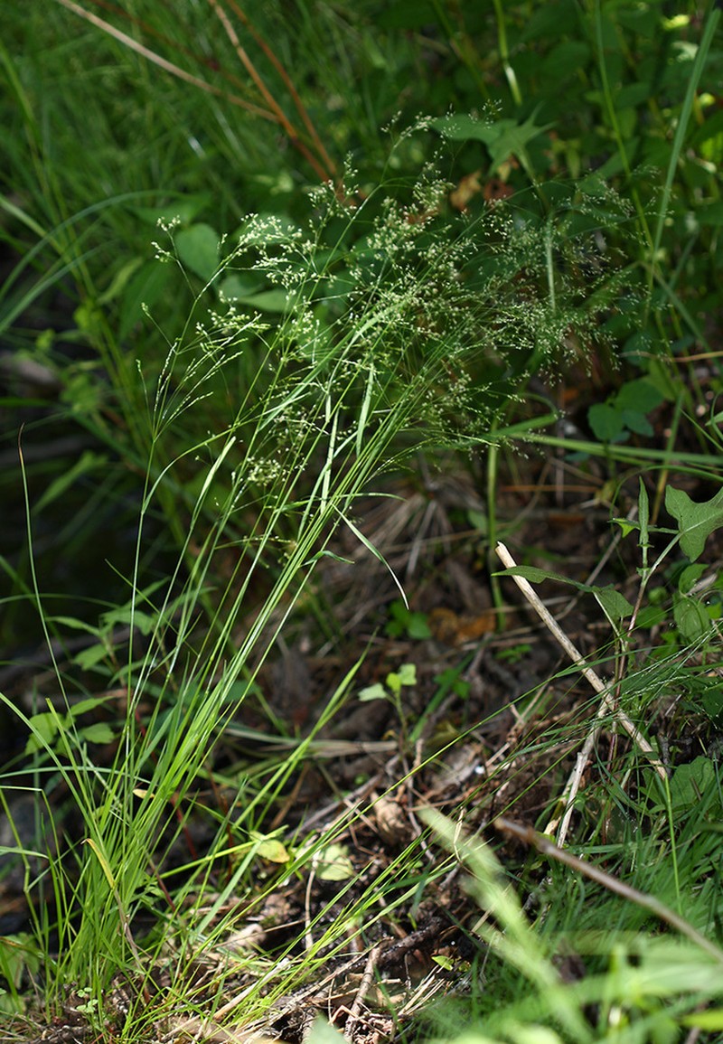 clavate bentgrass photo 7