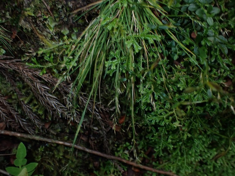 Agrostis congestiflora