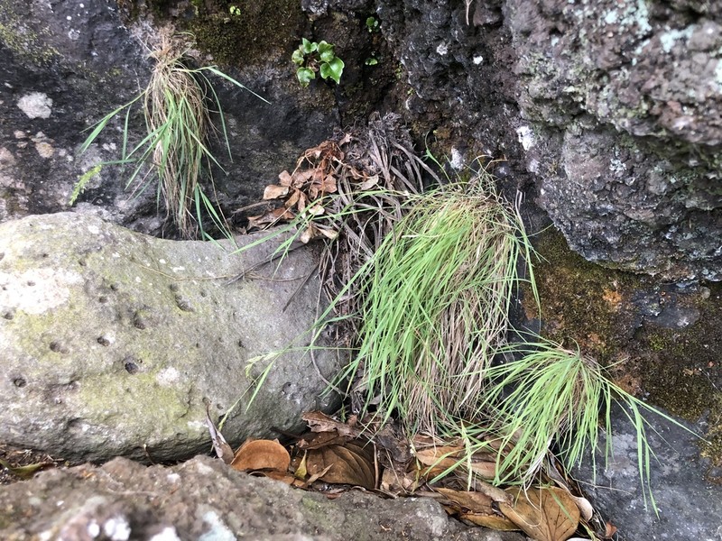 Agrostis congestiflora photo 2