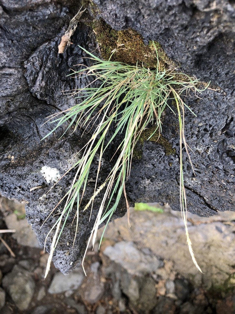 Agrostis congestiflora photo 3
