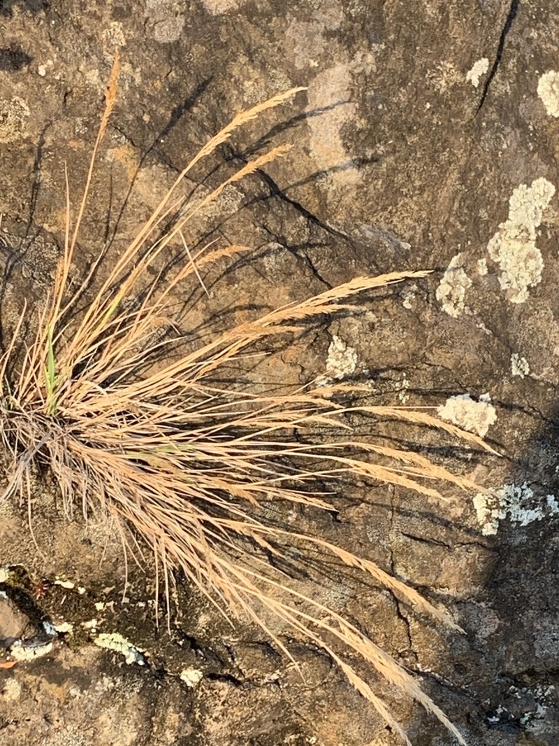 Agrostis congestiflora photo 4