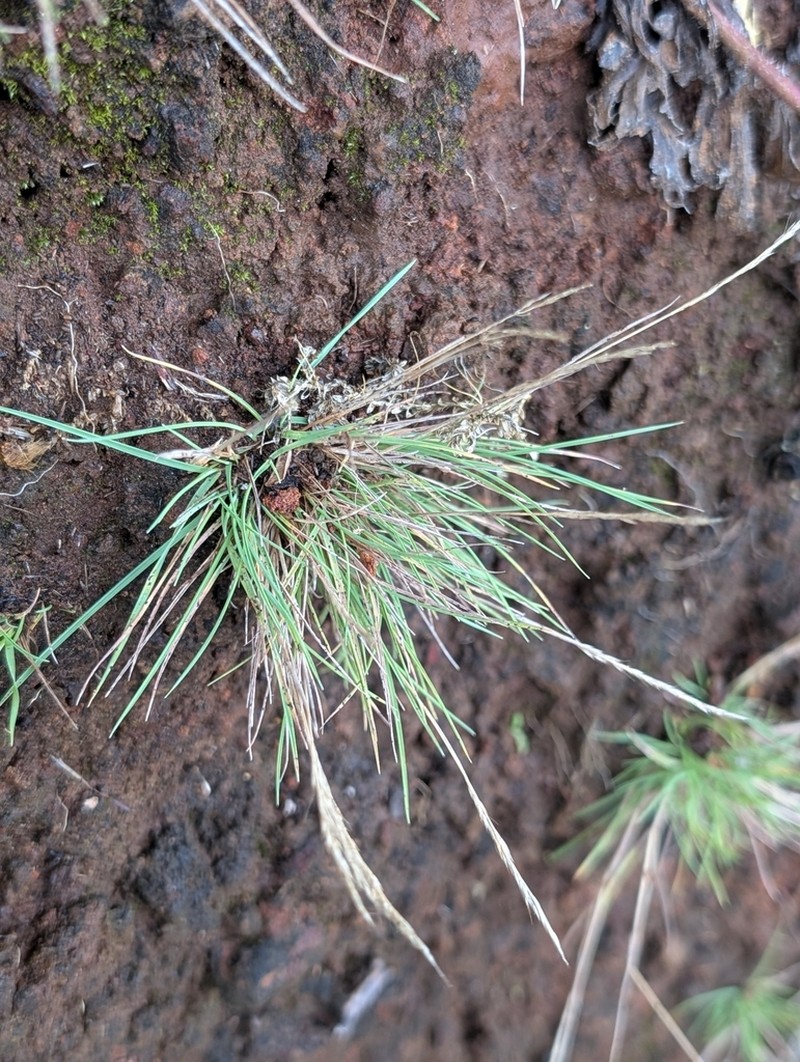 Agrostis congestiflora photo 5