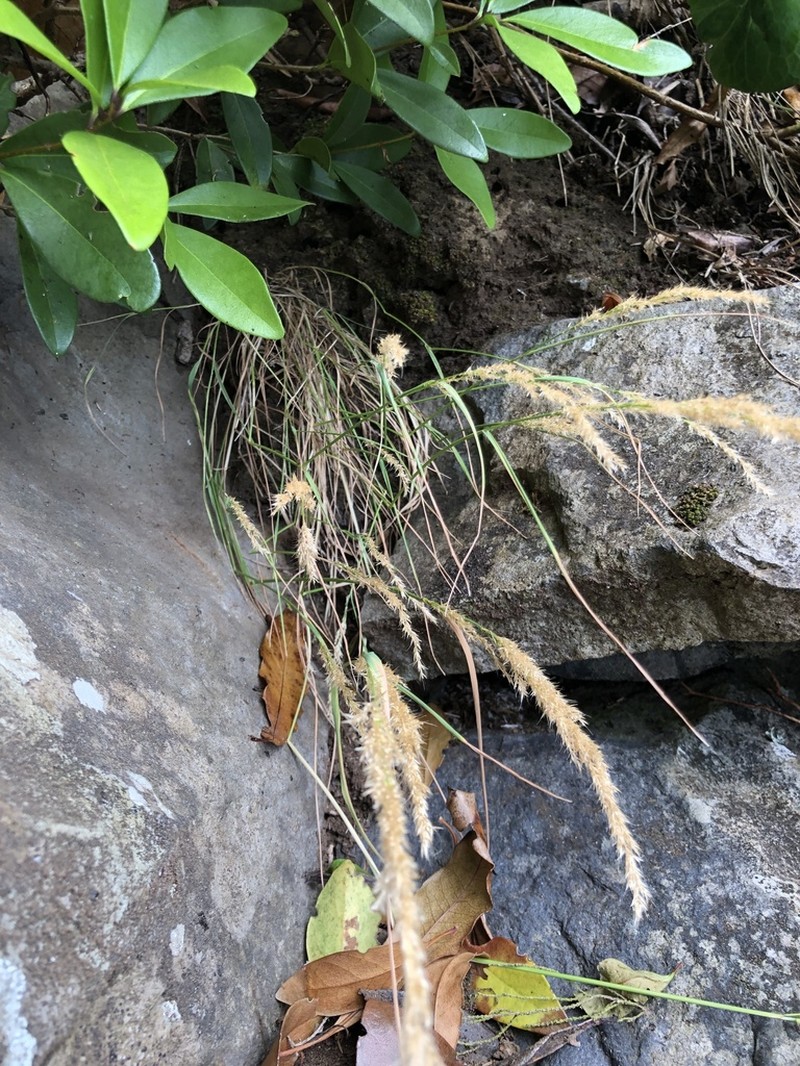 Agrostis congestiflora photo 6