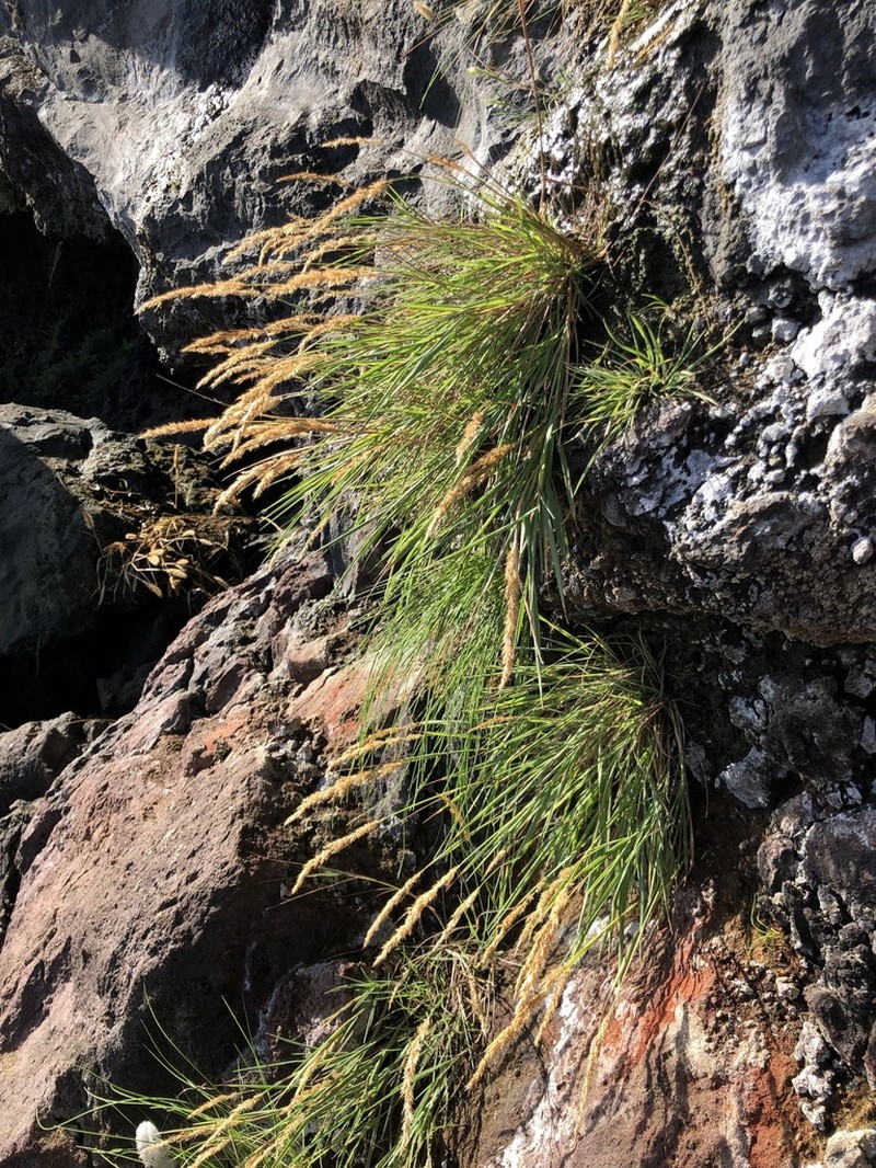 Agrostis congestiflora photo 7