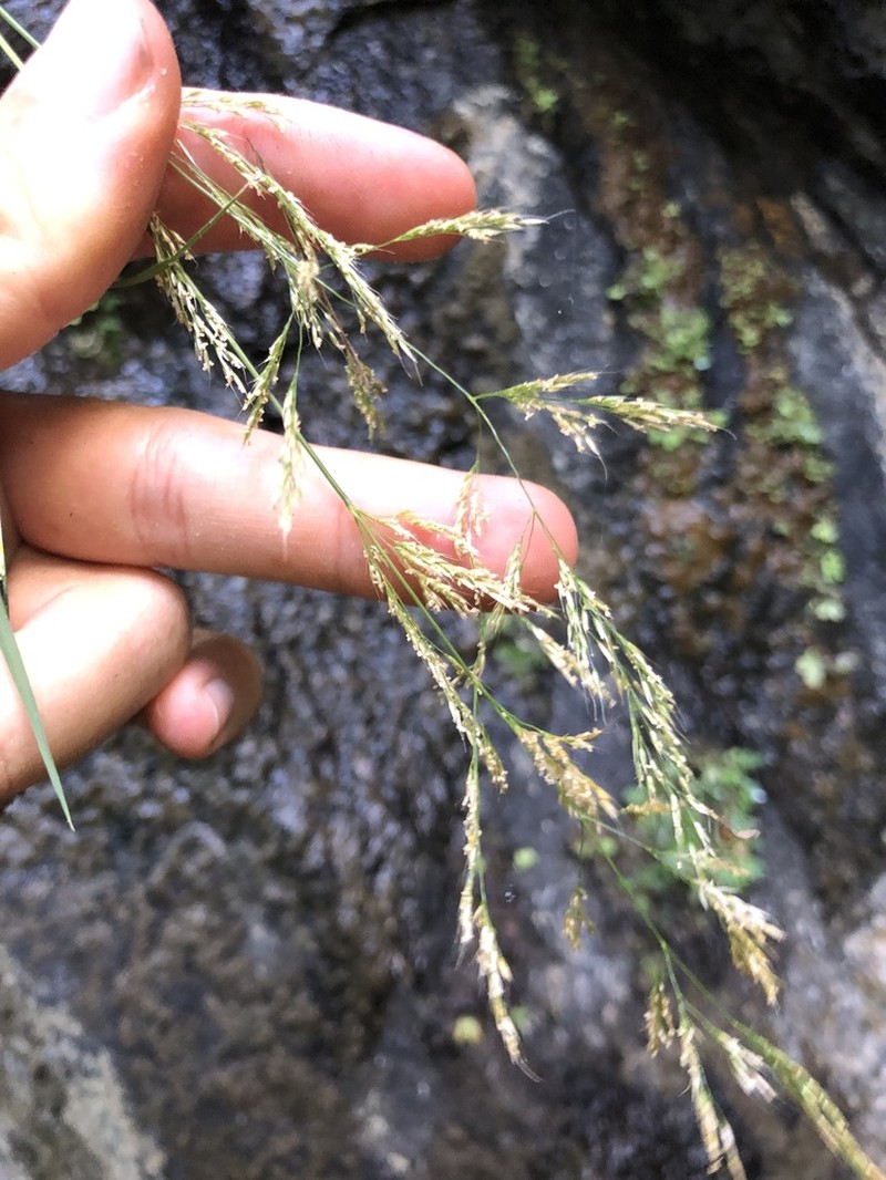Agrostis congestiflora photo 8