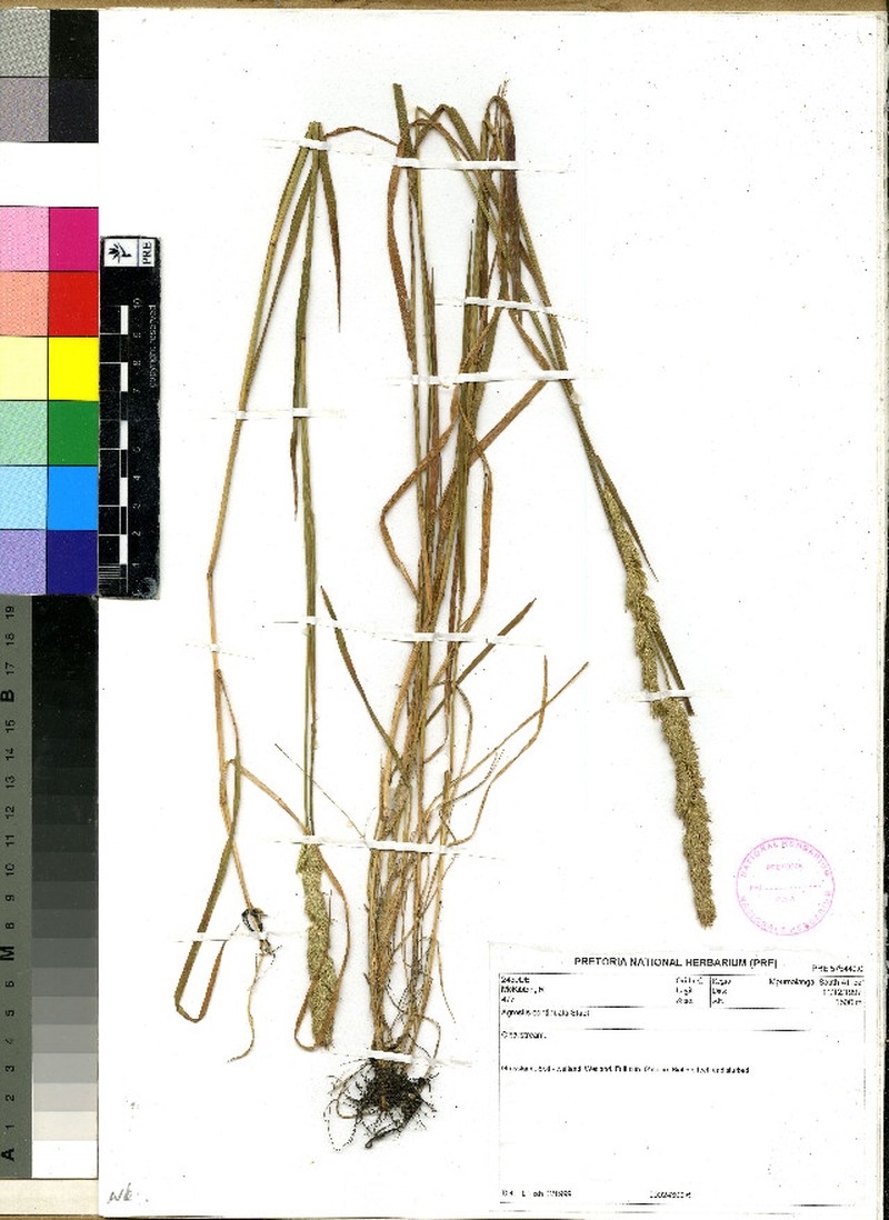 Agrostis continuata