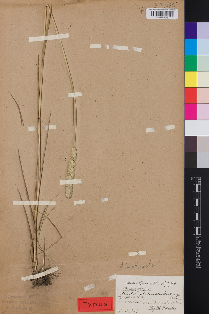 Agrostis continuata photo 2