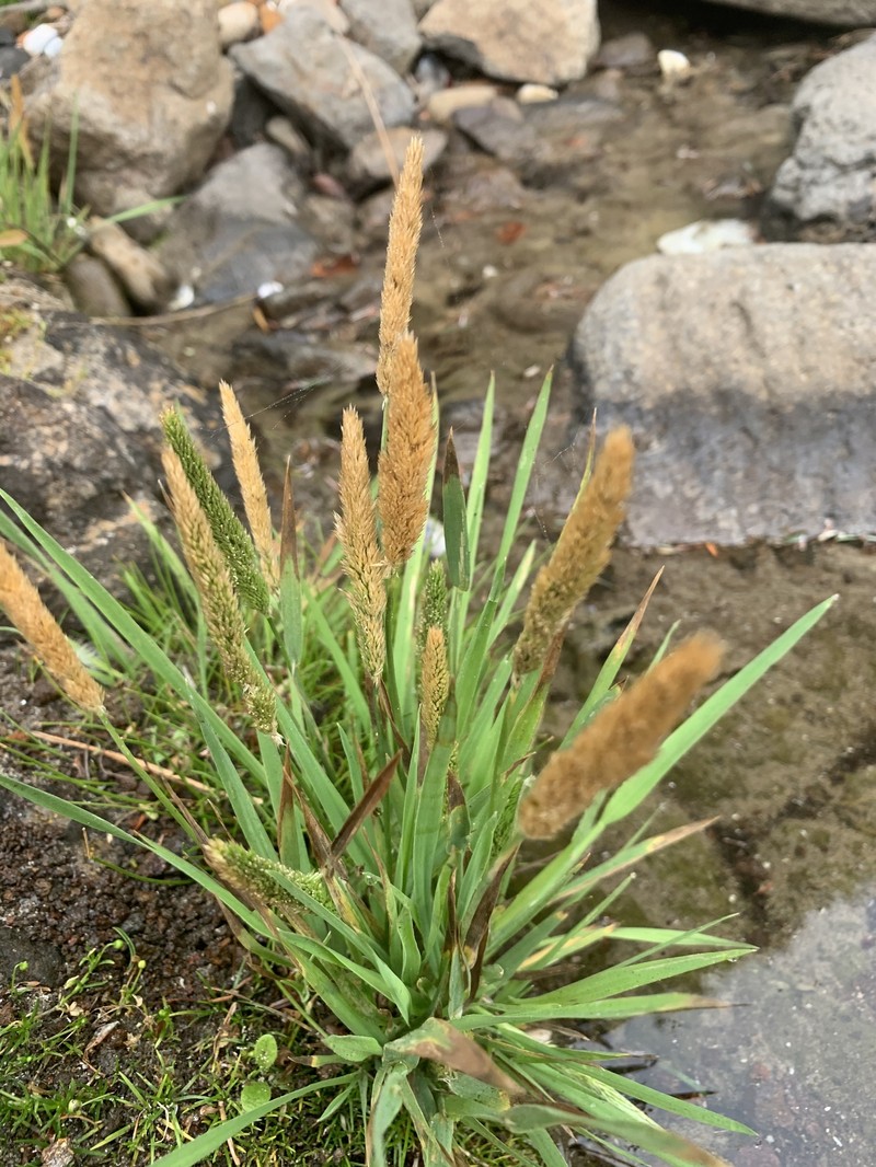 Coastal Bluff Bentgrass