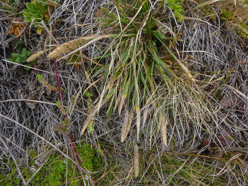 Coastal Bluff Bentgrass photo 5