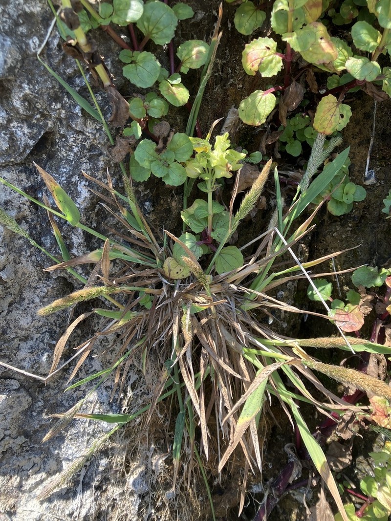Coastal Bluff Bentgrass photo 7