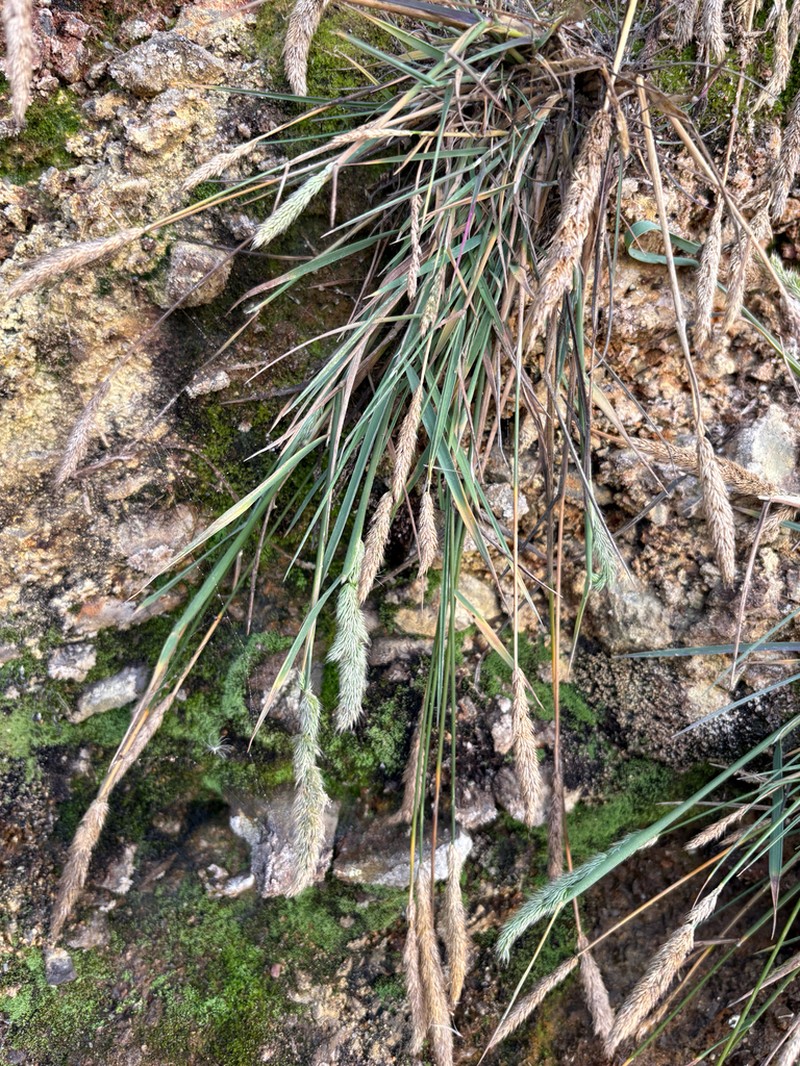 California Bentgrass photo 4