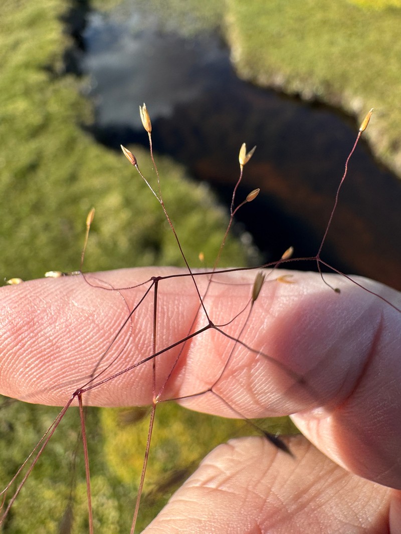 Agrostis diemenica