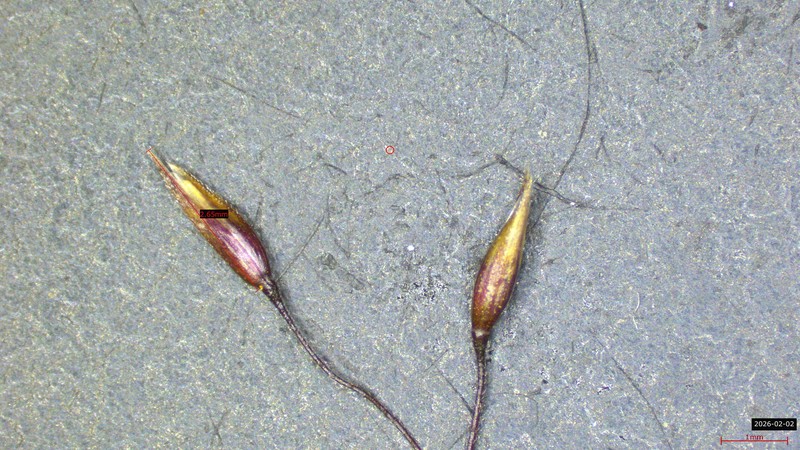 Agrostis diemenica photo 3