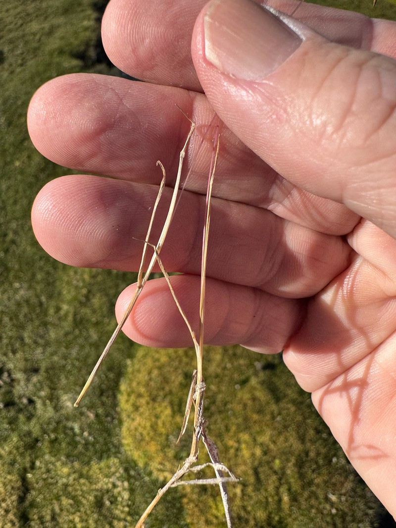 Agrostis diemenica photo 4