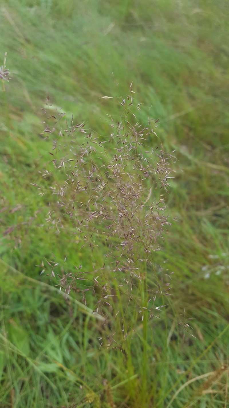 Agrostis divaricatissima photo 2