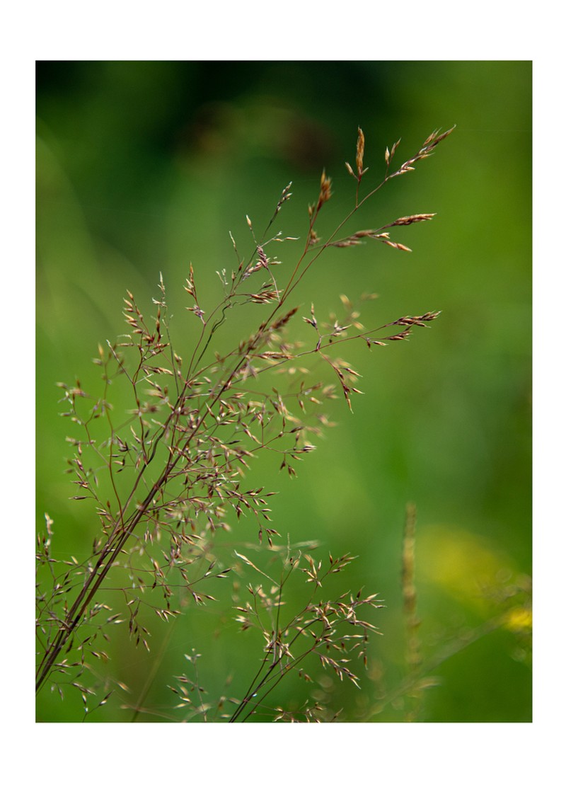 Agrostis divaricatissima photo 3