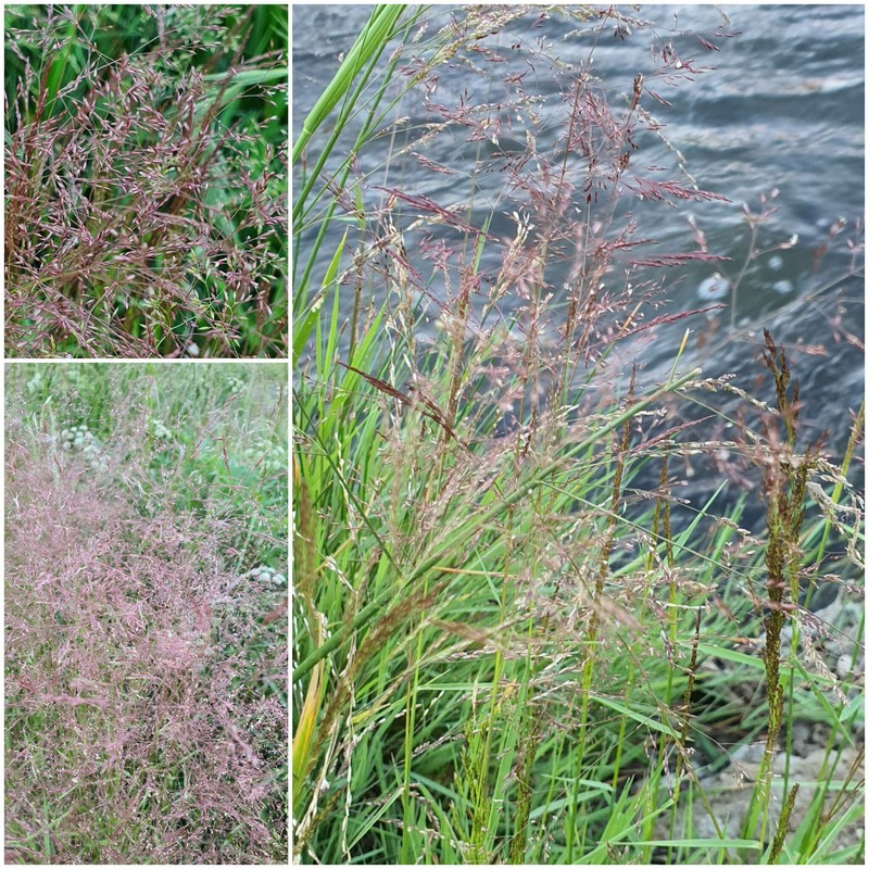 Agrostis divaricatissima photo 4