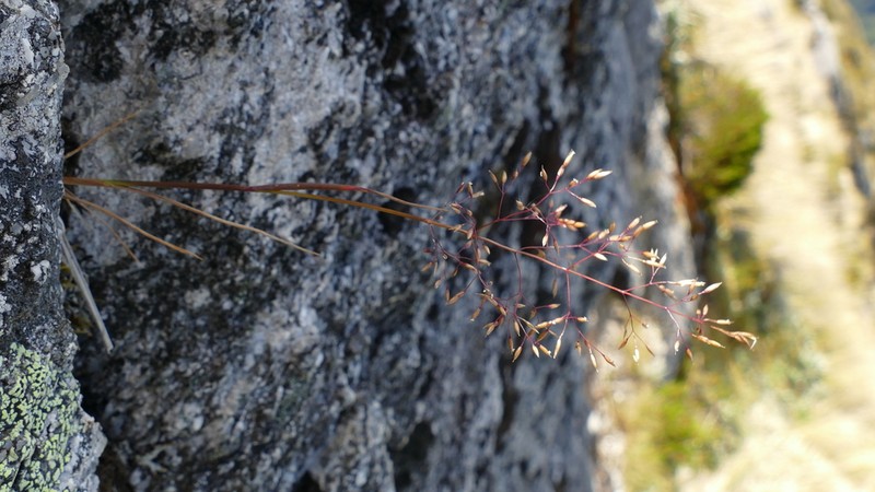 Agrostis dyeri