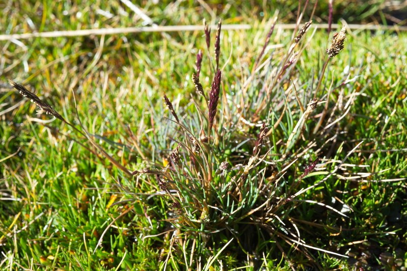 Agrostis dyeri photo 2