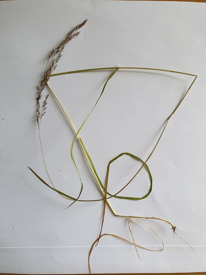 Agrostis dyeri photo 3