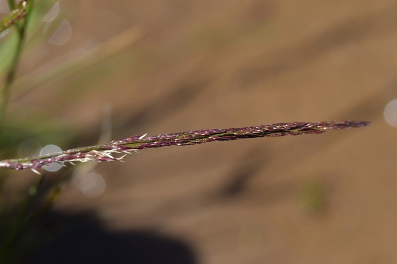 Agrostis dyeri photo 4
