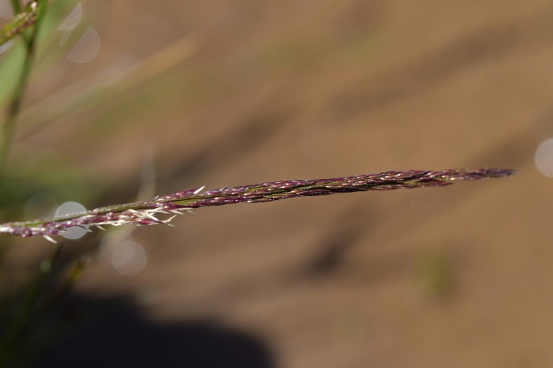 Agrostis dyeri photo 5