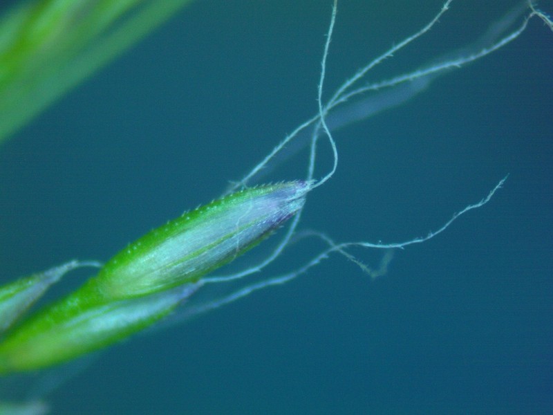 Elliott's Bentgrass photo 2