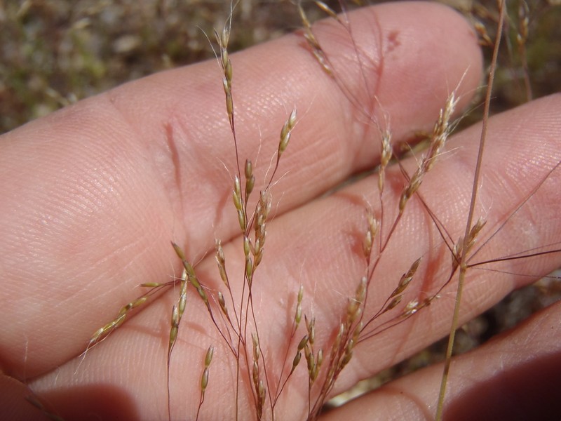Elliott's Bentgrass photo 3
